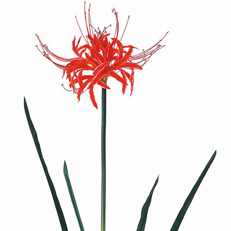 曼珠沙華 彼岸花 マンジュシャゲ ヒガンバナ 赤 造花 人気 おしゃれ