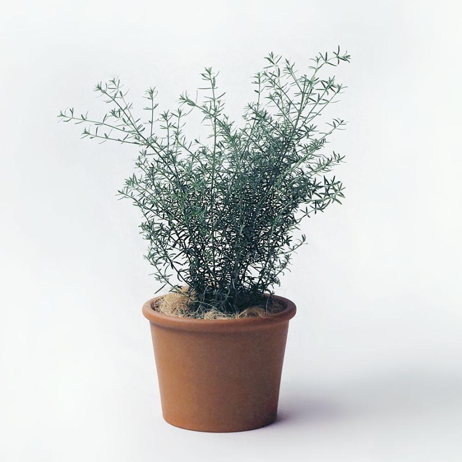 植木鉢 テラコッタ おしゃれ プランター 観葉植物 人気 おすすめ