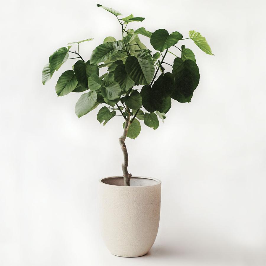 植木鉢 おしゃれ 大型 人気 おすすめ プランター 園芸 観葉鉢 器 観葉