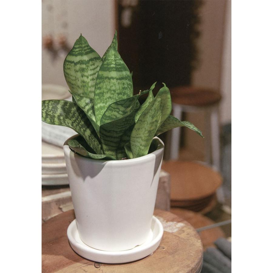 植木鉢 オスト ラウンド13 6個セット 受け皿付き 全高13cm 直径13cm 釉薬陶器 底穴あり プランター ポット アレンジ 観葉鉢 寄せ植え Gp Ho 604 2mw 人工観葉植物と造花の通販ケイシン 通販 Yahoo ショッピング