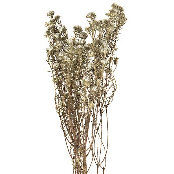 ドライフラワー ワイルドコットンフラワー 全長60cm 2束セット 1束3本 2束 天然素材 自然素材 花材 フラワーアレンジメント Kd De 人工観葉植物と造花の通販ケイシン 通販 Yahoo ショッピング