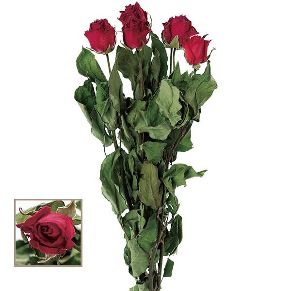 ドライフラワー ドライローズ コルベット レッド 全長40 50cm 2束セット 1束6本 2束 薔薇 ばら バラ 天然素材 自然素材 花材 アレンジ Www Arilab Com Tr Index Php