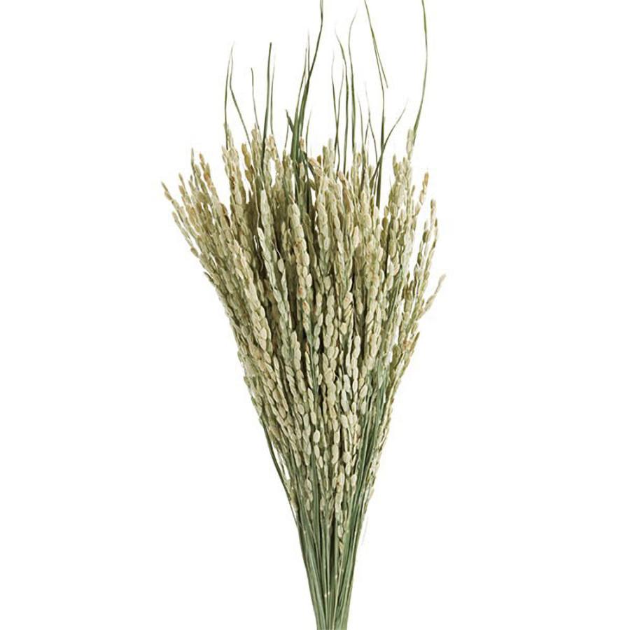 稲穂 ドライフラワー おしゃれ 天然素材 自然 観葉植物 ナチュラル