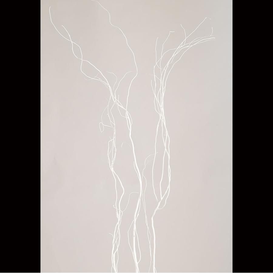 雲竜柳　完全　ドライ　５０本　１４０～１６０cm　おしゃれ　頼める便です うんりゅう柳 雲竜柳 ドライフラワー おしゃれ ホワイト 白