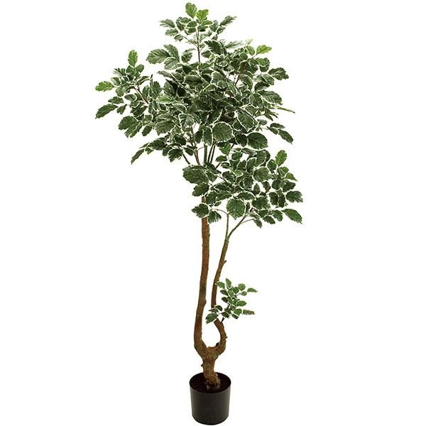 海外輸入 ポリシャス 大型 人工観葉植物 全高1 8m タイワンモミジ 人工樹木 造花 インテリアグリーン フェイクグリーン Kd F19g9069 人工観葉植物と造花の通販ケイシン 通販 Yahoo ショッピング 肌触りがいい Missbargainhuntress Com