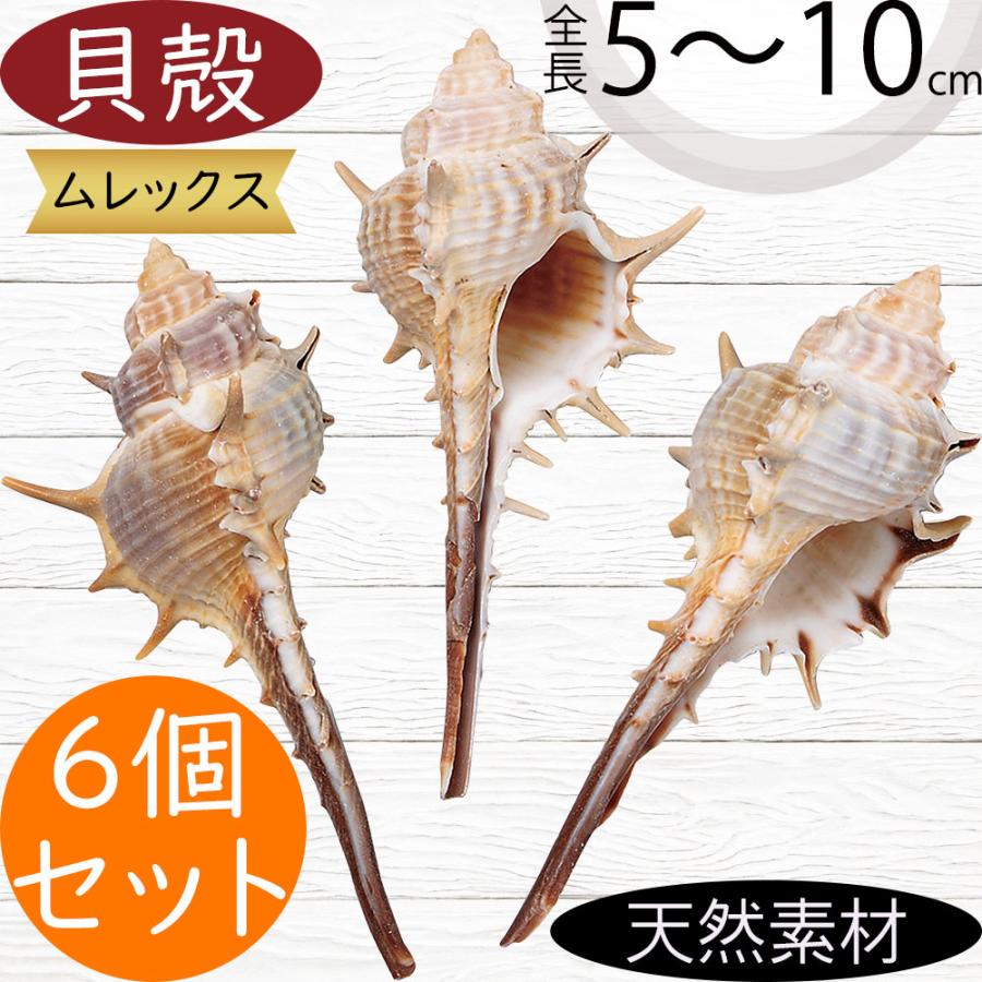 天然シェル 貝殻置き物 スタンド付き インテリア 【メーカー公式