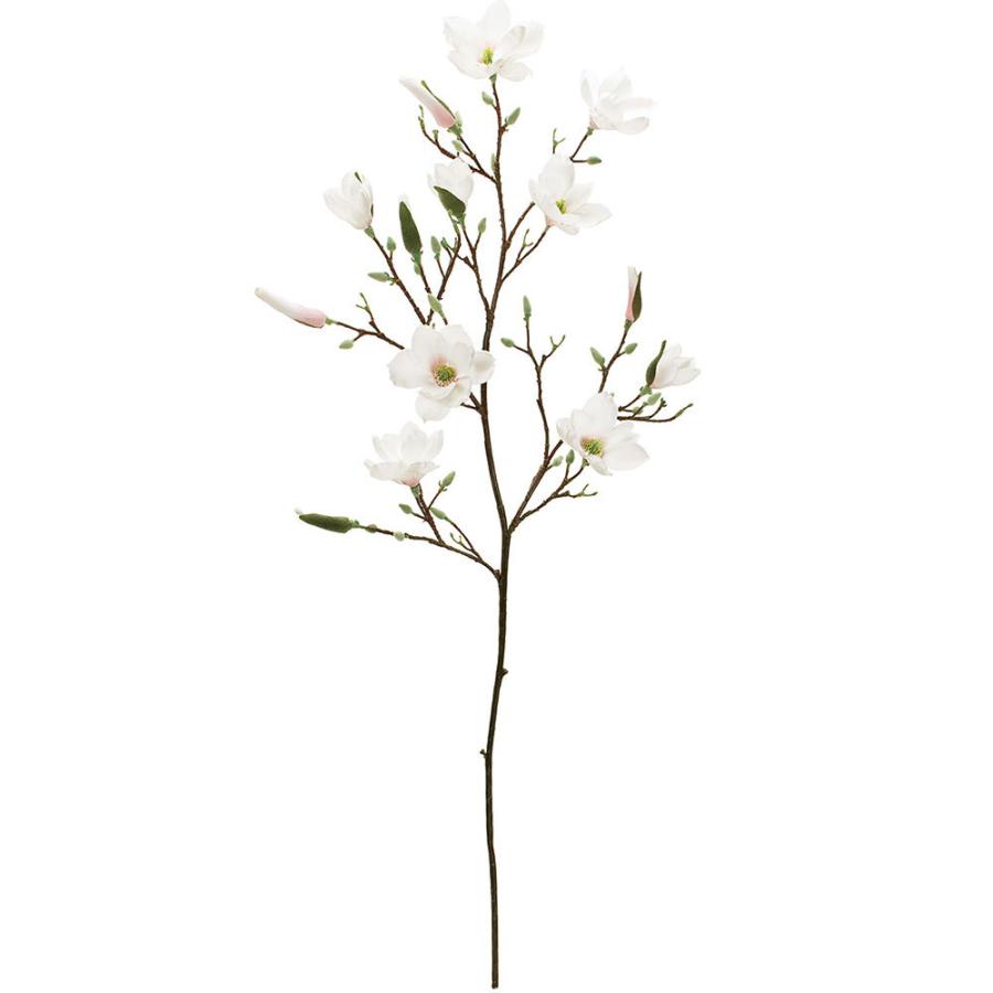 アナベル C① 白いアジサイ 挿し芽2年目幼苗 アメリカ紫陽花 抜き苗1