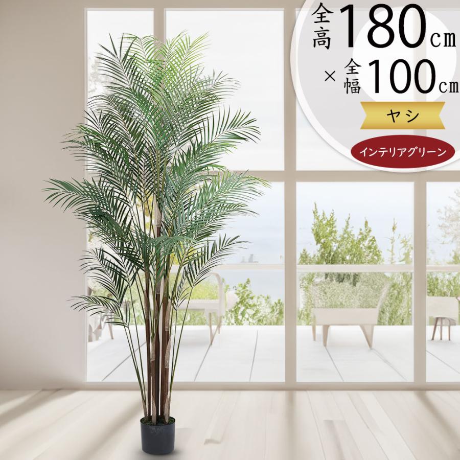 ケンチャヤシ 観葉植物 大型 人気 おしゃれ インテリアグリーン