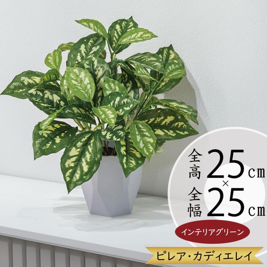 ピレアカディエレイミ 斑入り 観葉植物 おしゃれ インテリアグリーン