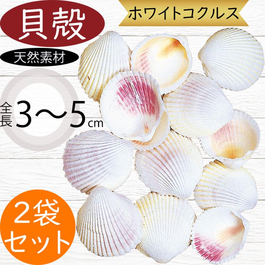 貝殻 貝がら シェル おしゃれ 人気 天然素材 ホワイトコクルス ドライ