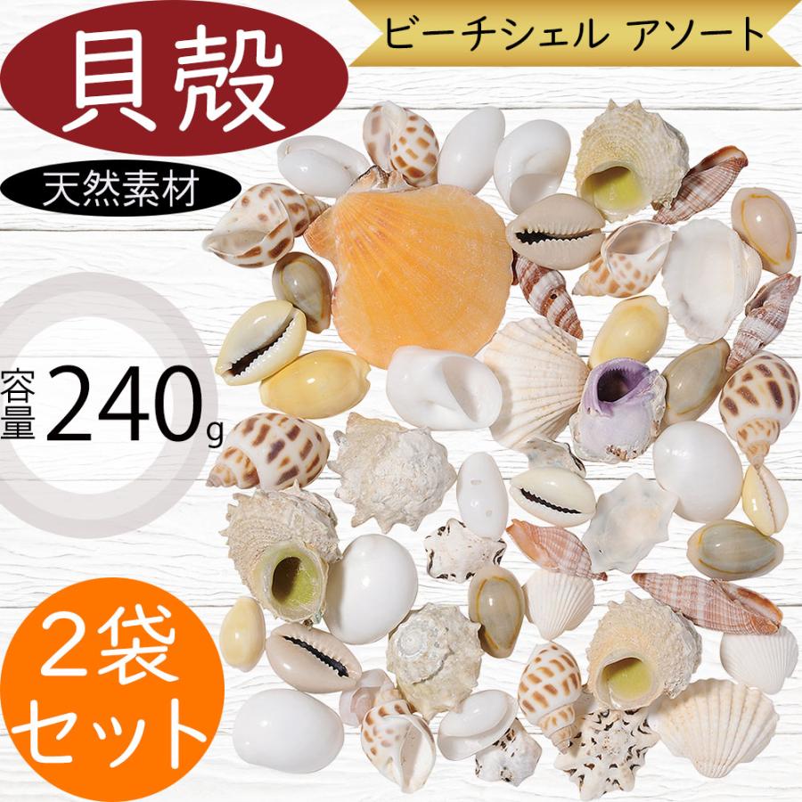 貝殻 貝がら シェル おしゃれ 人気 天然素材 ビーチシェル アソート