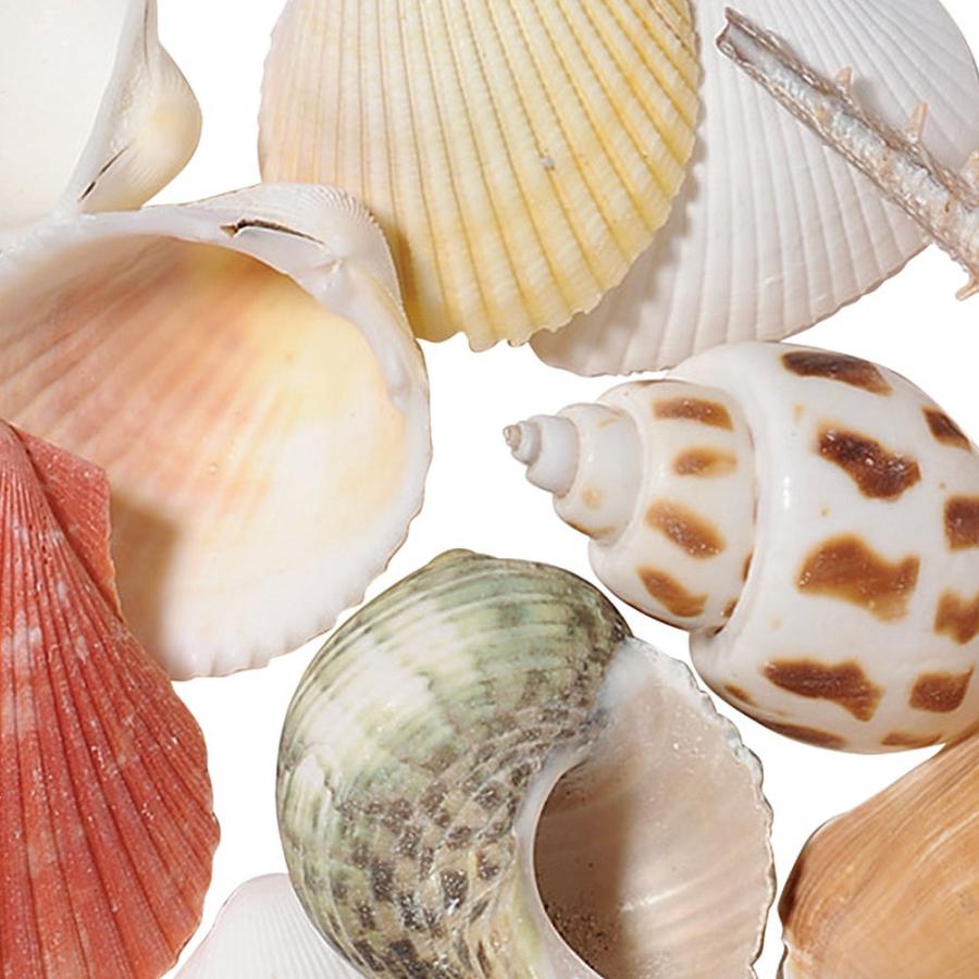 貝殻 シェル おしゃれ 人気 天然素材 シェルミックス 小 アソート