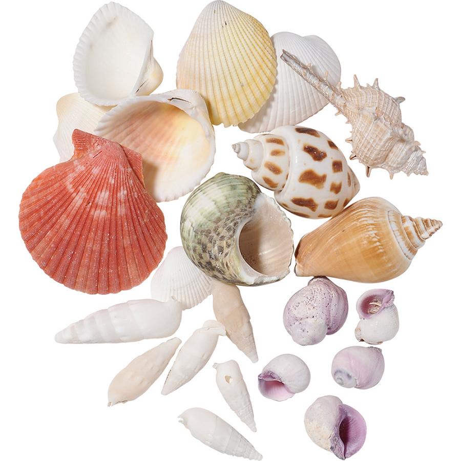 貝殻 シェル おしゃれ 人気 天然素材 シェルミックス 小 アソート