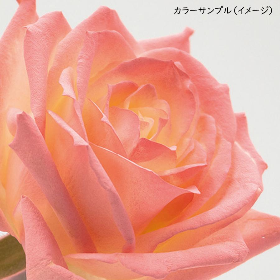 カラースプレー オアシス パーフェクトピンク 400ml 生花 アーティ