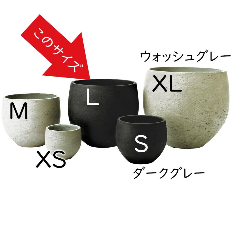 Top【選抜株】13204トゥルンカータ エーオー ゴゼン 10個 鉢無し/脱土