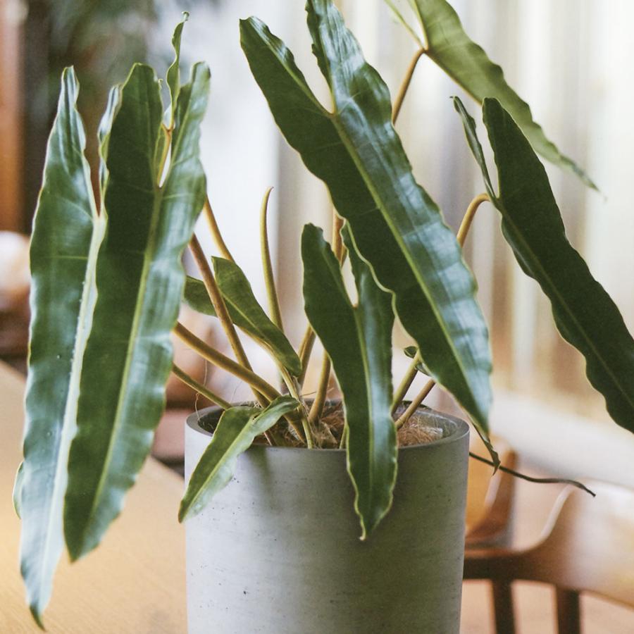 鉢カバー おしゃれ プランター 観葉植物 人気 おすすめ 室内 鉢カバー おしゃれ プランター 観葉植物 人気 おすすめ 室内