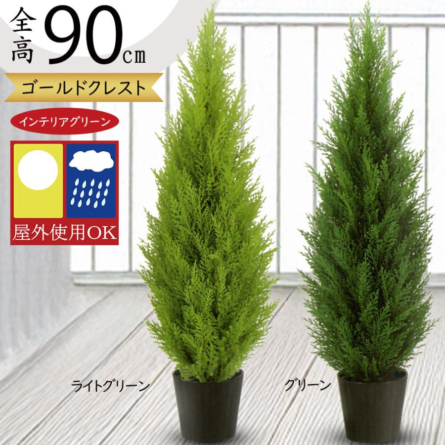 ゴールドクレスト コニファー インテリアグリーン 屋外用