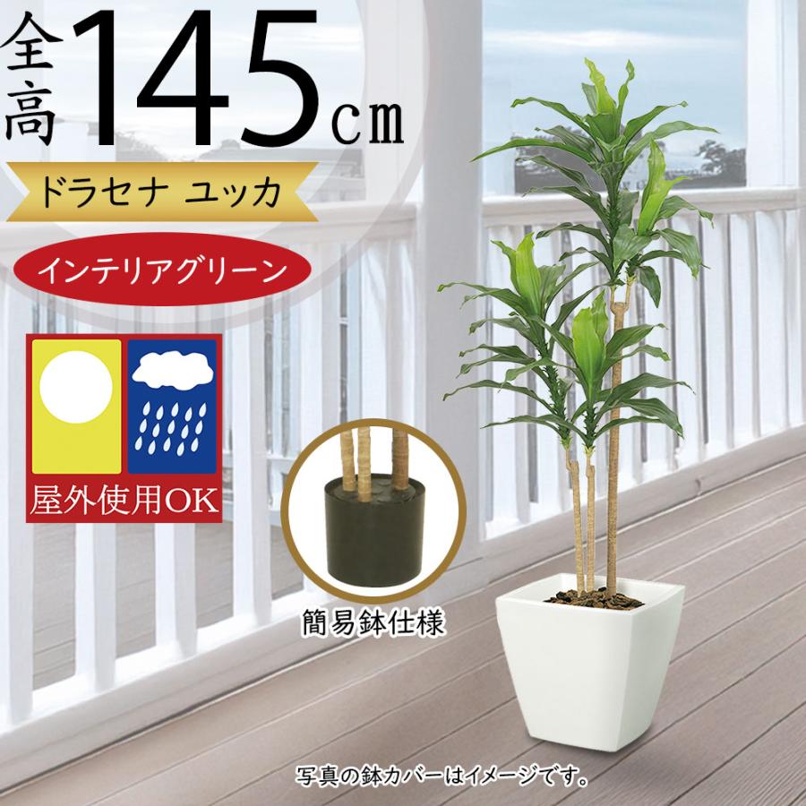 ドラセナ ユッカ 青年の木 屋外用 インテリアグリーン おしゃれ 人気
