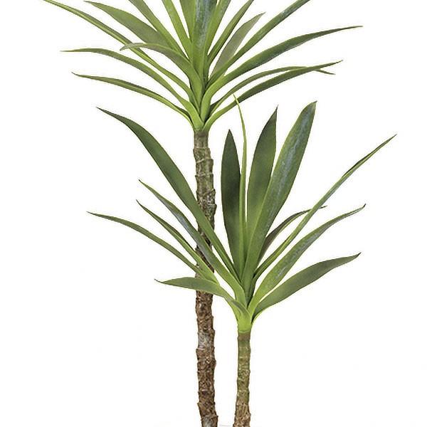 値下！希少！180cm一本立ち形状ドラセナユッカ！配送可！観葉植物