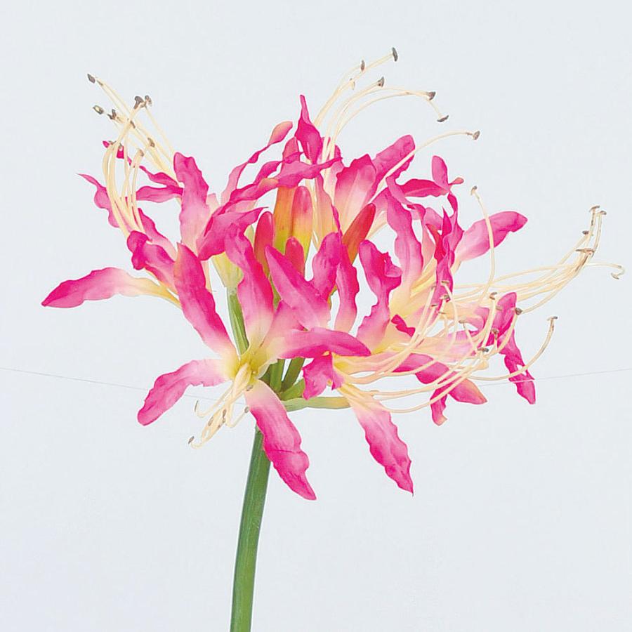 ネリネ 造花 全長78cm 2本セット 彼岸花 ダイヤモンドリリー アーティフィシャルフラワー 人工観葉植物 S21a A337 人工観葉植物と造花の通販ケイシン 通販 Yahoo ショッピング