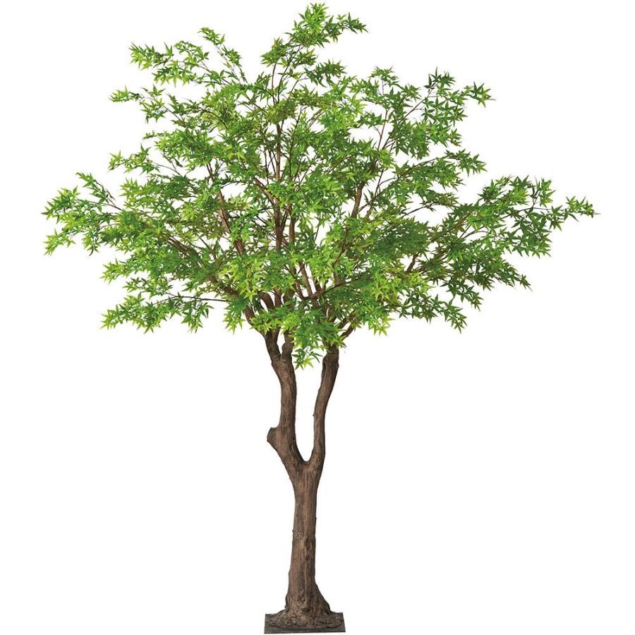 観葉植物 おしゃれ 大型 インテリアグリーン もみじ モミジ 紅葉 特大 3.0m