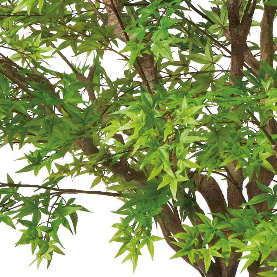 匿名配送 観葉植物 おしゃれ 大型 インテリアグリーン もみじ モミジ 紅葉 特大 3.0m 【BCD3432539700】(121968円)