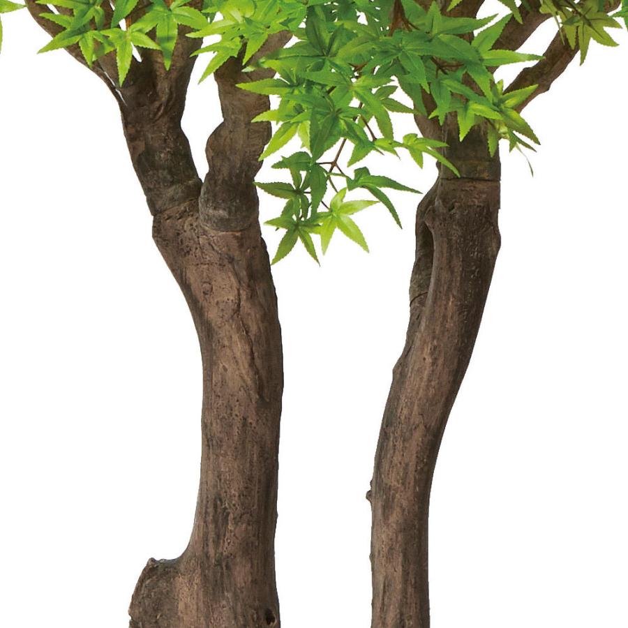 匿名配送 観葉植物 おしゃれ 大型 インテリアグリーン もみじ モミジ 紅葉 特大 3.0m 【BCD3432539700】(121968円)