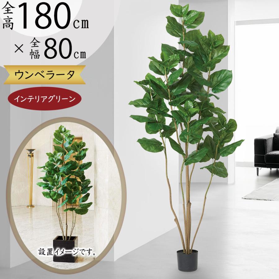 ウンベラータ 大型 おしゃれ 観葉植物 インテリアグリーン ウンベラータ 大型 おしゃれ 観葉植物 インテリアグリーン