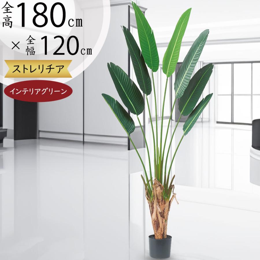 ストレリチアレギネ 180cm（大型観葉植物）