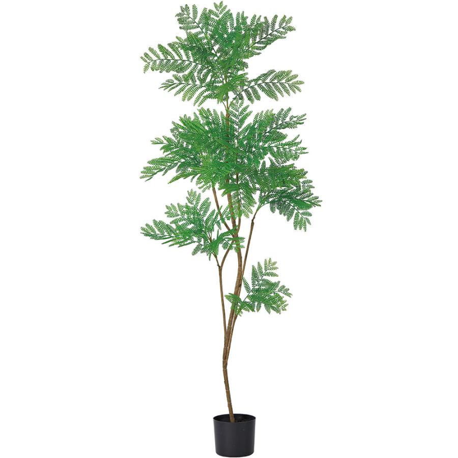 現品　エムの木　エバーフレッシュ　観葉植物　室内　インテリアグリーン　特大　人気 インテリアグリーン 大型 おしゃれ 人気 リアル おすすめ 人工観葉植物