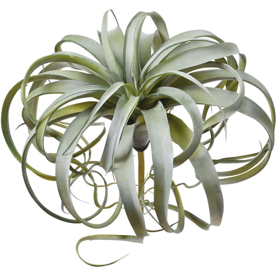 ティランジア チランジア エアプランツ おしゃれ 人気 リアル