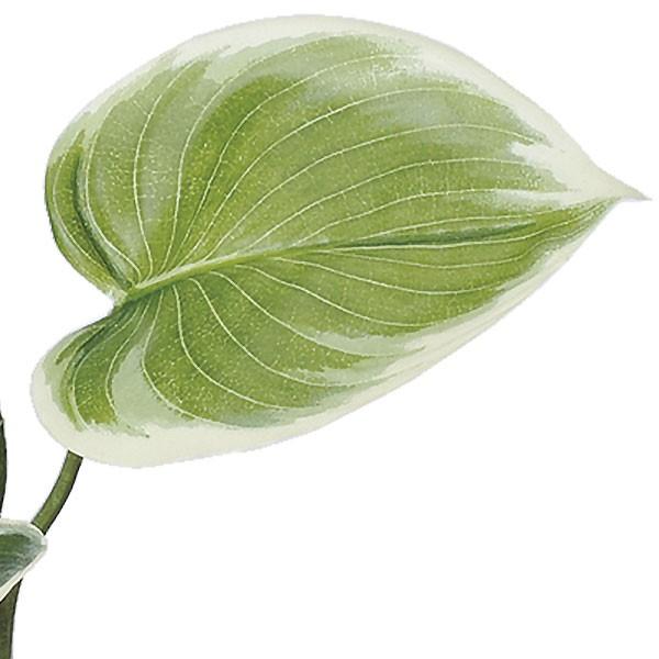 人工観葉植物 ホスタ 全長28cm 幅25cm 5本セット 擬宝珠 ギボウシ 造花 人工樹木 花材 フラワーアレンジメント Sa 27 人工観葉植物と造花の通販ケイシン 通販 Yahoo ショッピング