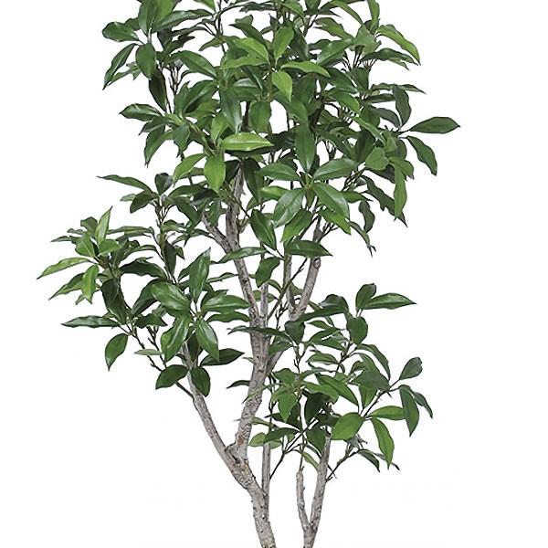 人気満点 月桂樹 ローリエ 人工観葉植物 全高1 35m ベイリーフ ハーブ 人工樹木 造花 インテリアグリーン フェイクグリーン 完売 Www Tiebreak Fr