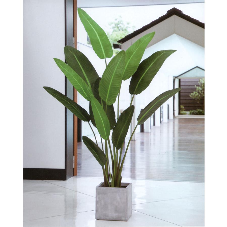 ストレリチア ストレチア 大型 観葉植物 おしゃれ 人気 インテリア