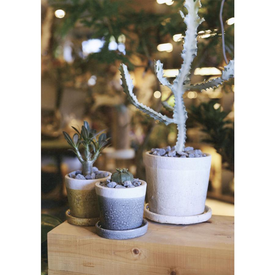 植木鉢 受け皿付き 人気 おすすめ おしゃれ 小型 プランター 観葉植物