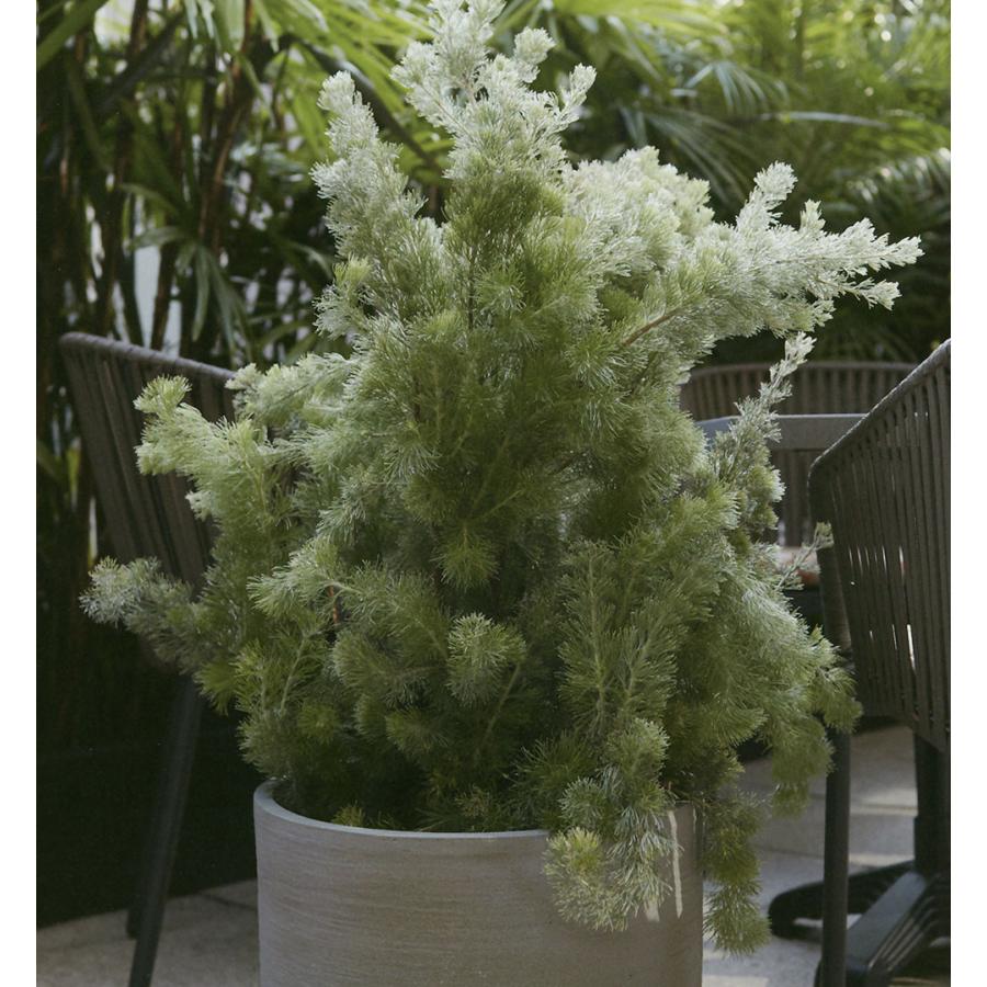 鉢カバー プランターカバー おしゃれ 大型 人気 観葉植物 インドアグリーン インテリア 家具 軽量 園芸鉢 観葉鉢 ポット 器 高級感 ソンク ユーポットトール L46の画像