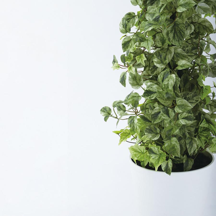 ポトス アイビー ヘゴ インテリアグリーン おしゃれ 人気 観葉植物