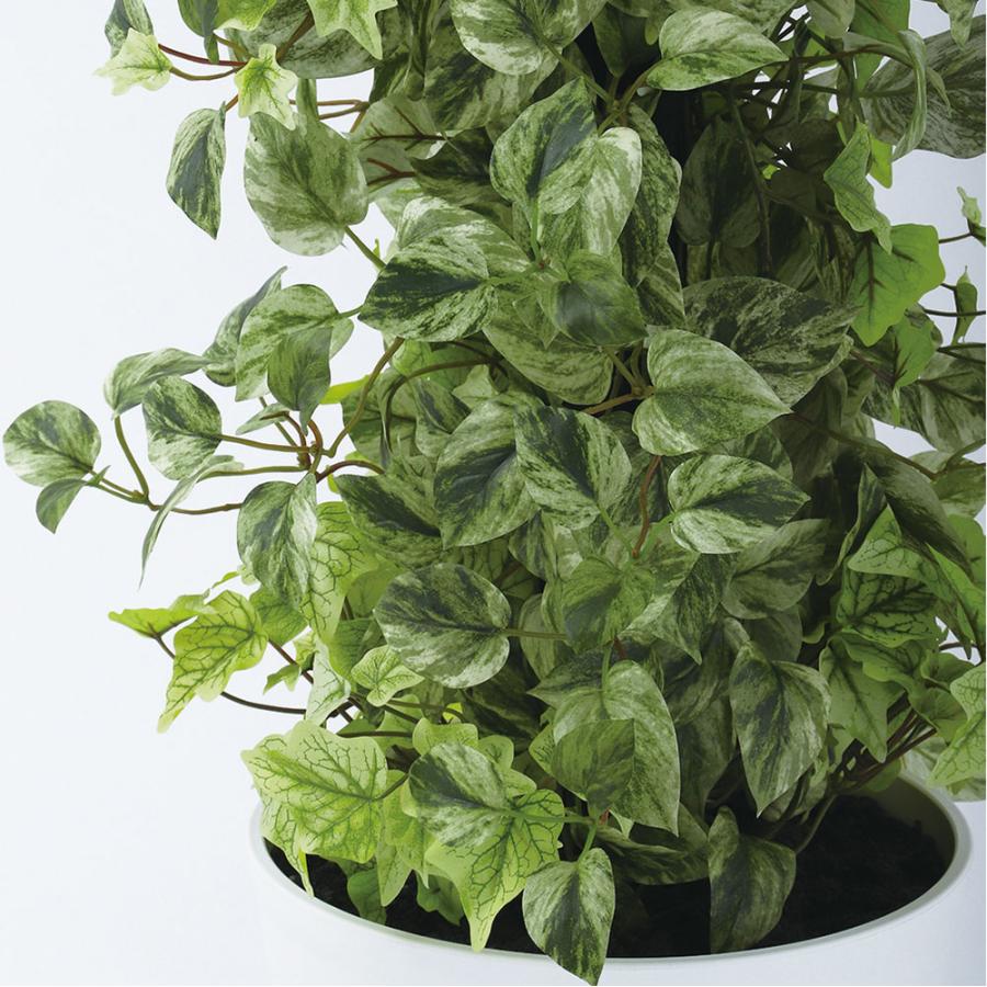 ポトス アイビー ヘゴ インテリアグリーン おしゃれ 人気 観葉植物