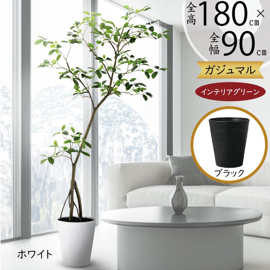 インテリアグリーン 大型 おしゃれ ガジュマル カジュマル 観葉植物