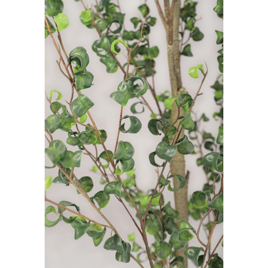 ベンジャミンバロック インテリアグリーン おしゃれ 人気 リアル