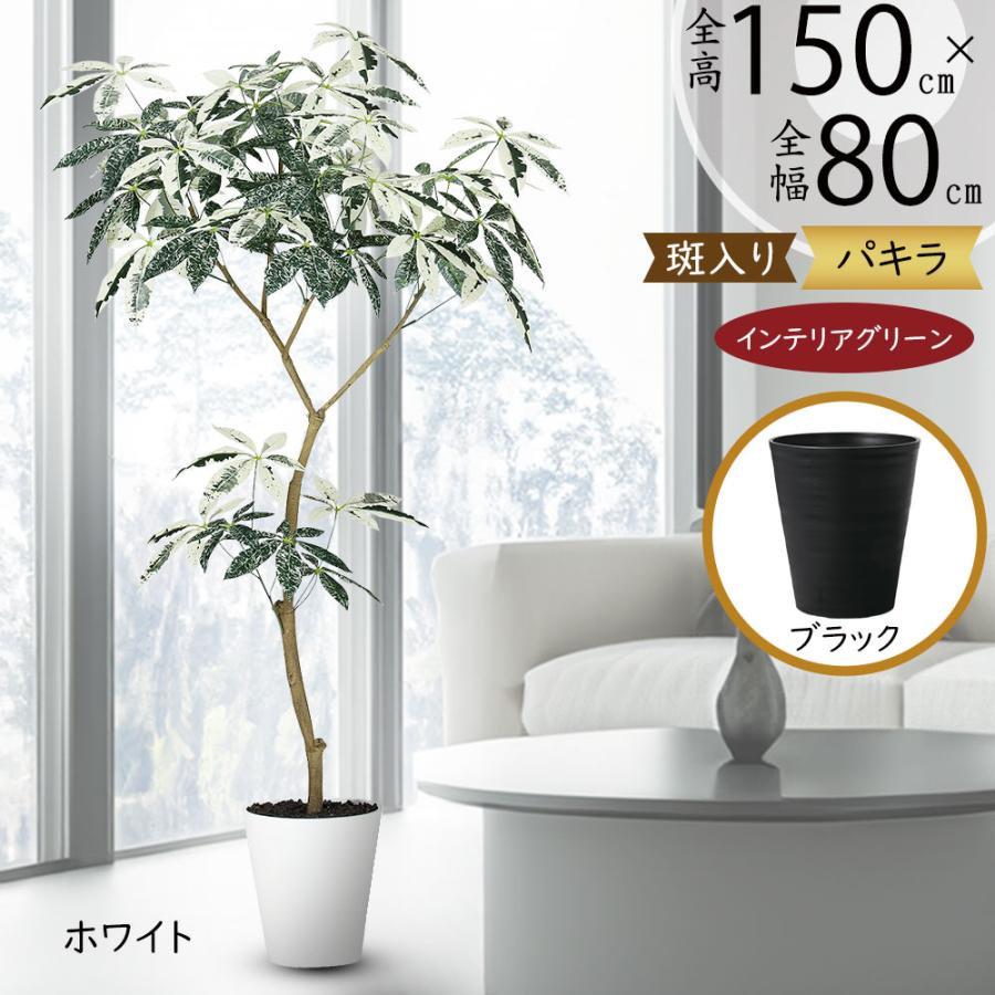 光触媒　人工観葉植物　フェイクグリーン　パキラミルキーウェイ150FST パキラ ミルキーウェイ おしゃれ インテリアグリーン 人工観葉植物