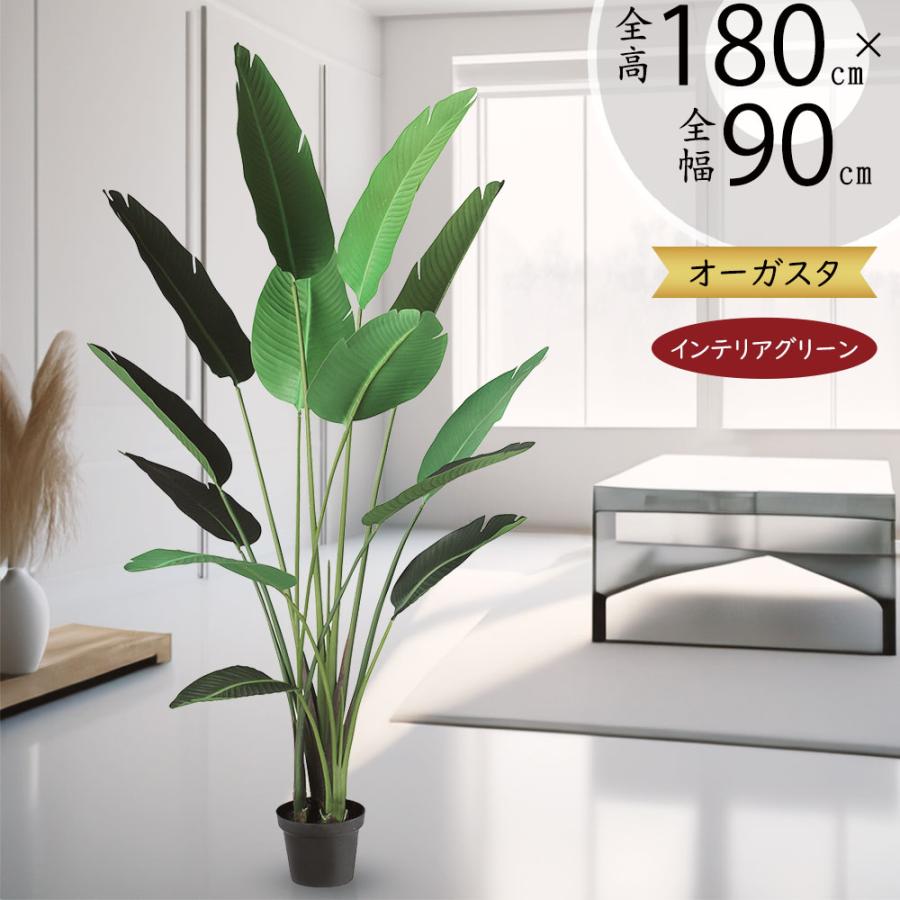 ストレリチア ストレチア 大型 観葉植物 おしゃれ 人気 インテリア