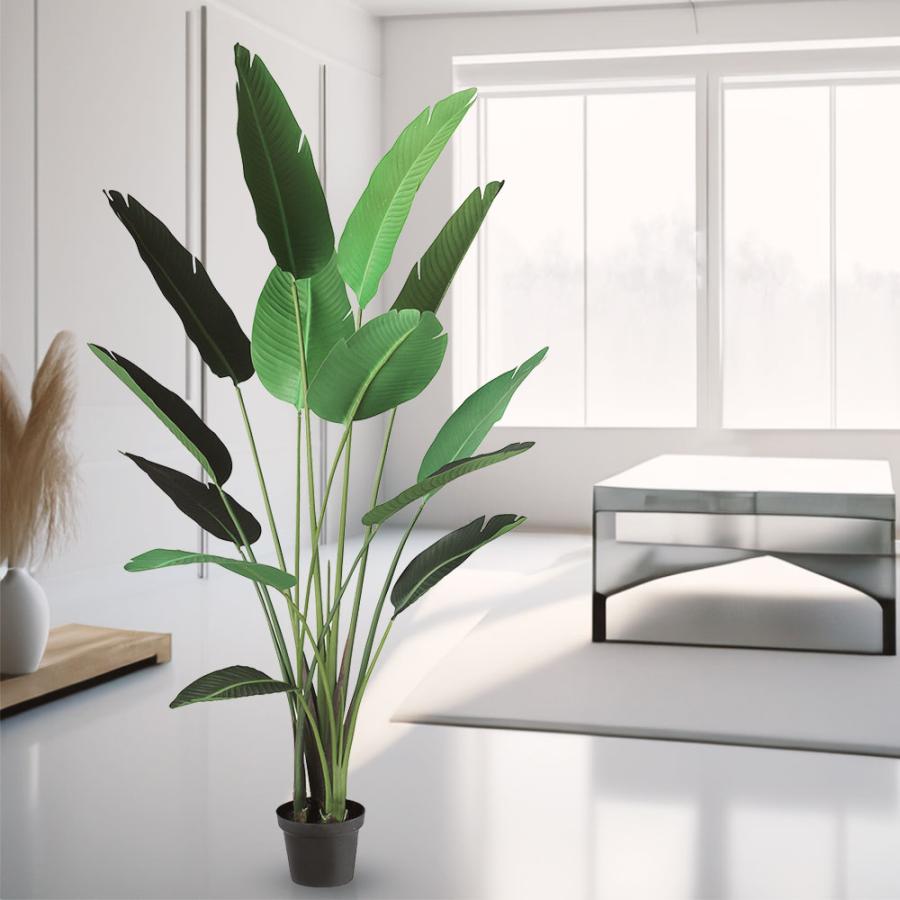 ストレリチア ストレチア 大型 観葉植物 おしゃれ 人気 インテリア