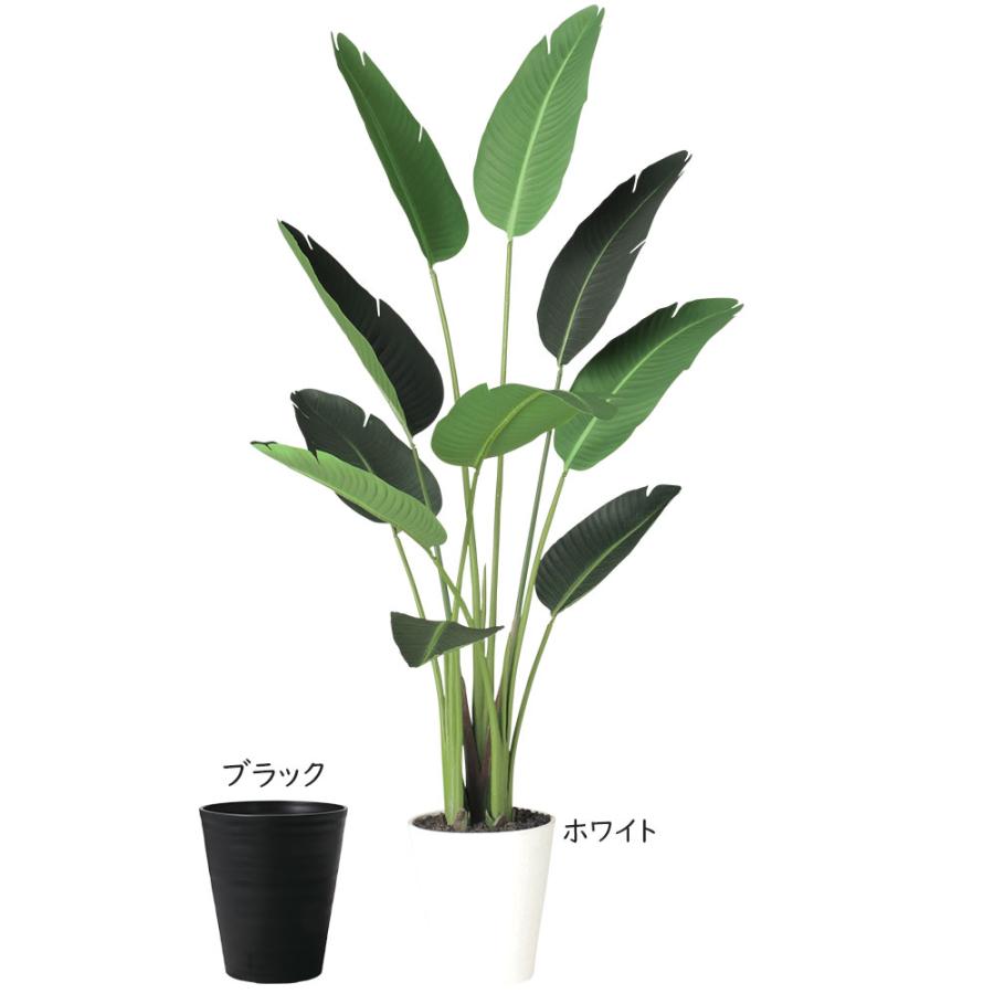 ストレリチア ストレチア 観葉植物 おしゃれ 人気 インテリアグリーン