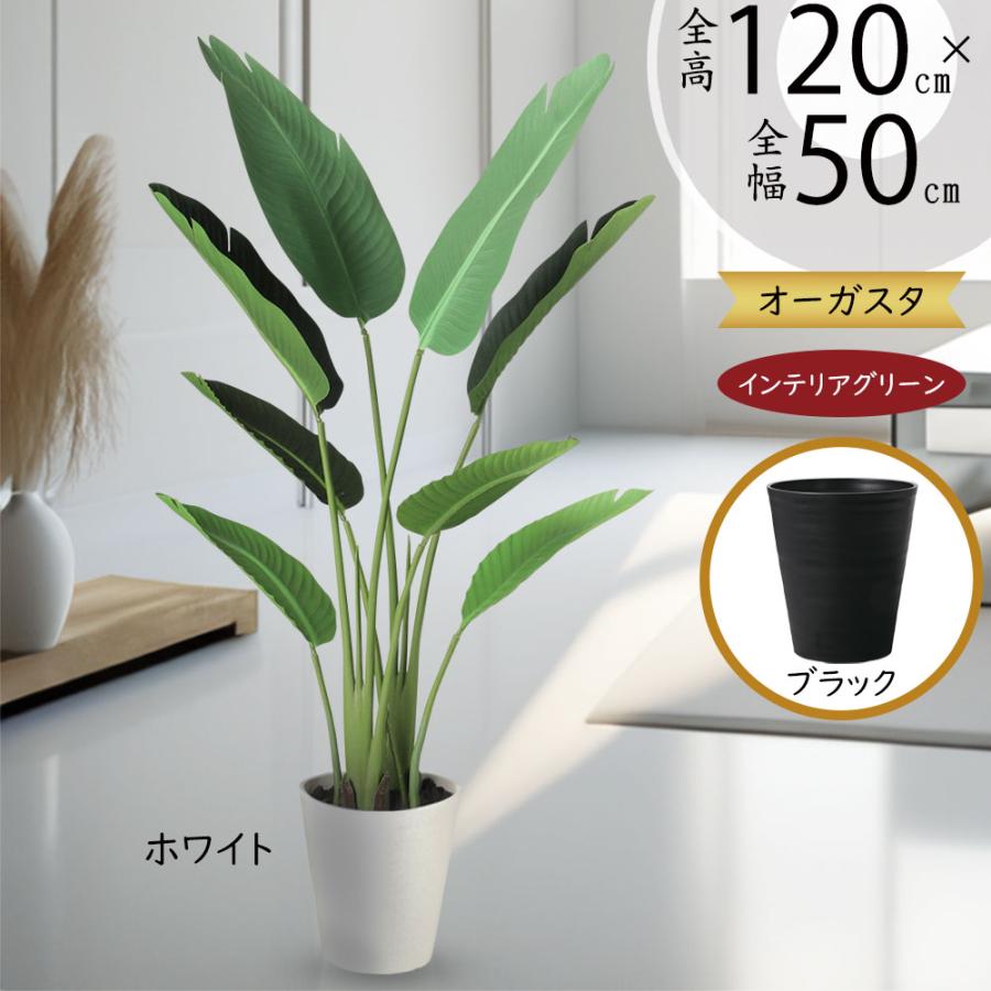 ストレリチア ストレチア 観葉植物 おしゃれ 人気 インテリアグリーン