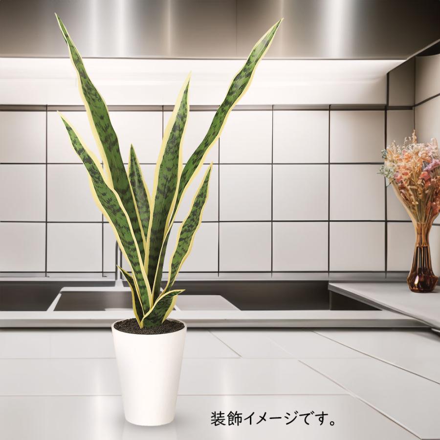 サンセベリア サンスベリア インテリアグリーン 観葉植物 おしゃれ