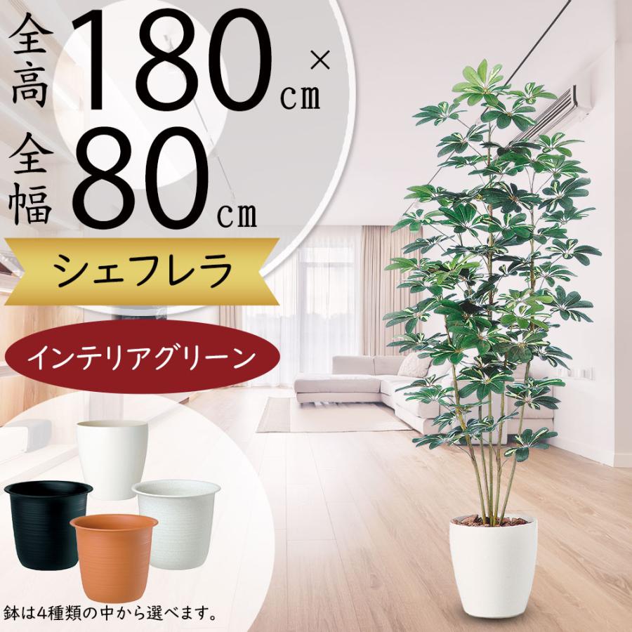 インテリアグリーン 大型 おしゃれ 人気 おすすめ リアル 観葉植物
