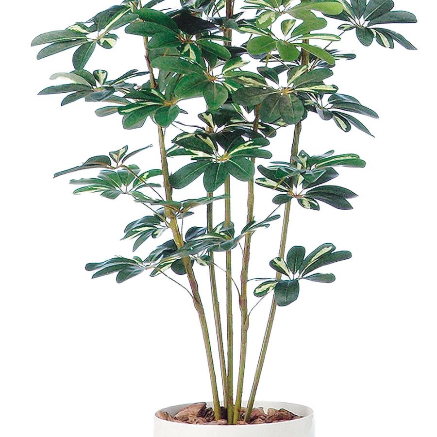インテリアグリーン 大型 おしゃれ 人気 おすすめ リアル 観葉植物