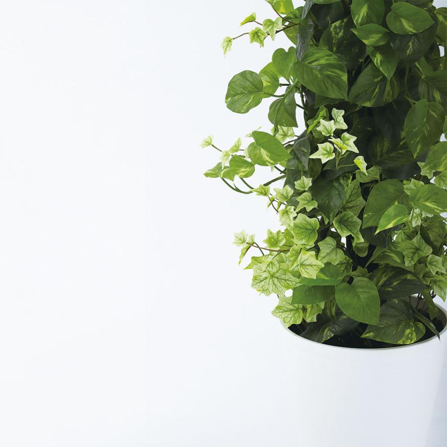 ポトス アイビー ヘゴ インテリアグリーン おしゃれ 人気 観葉植物