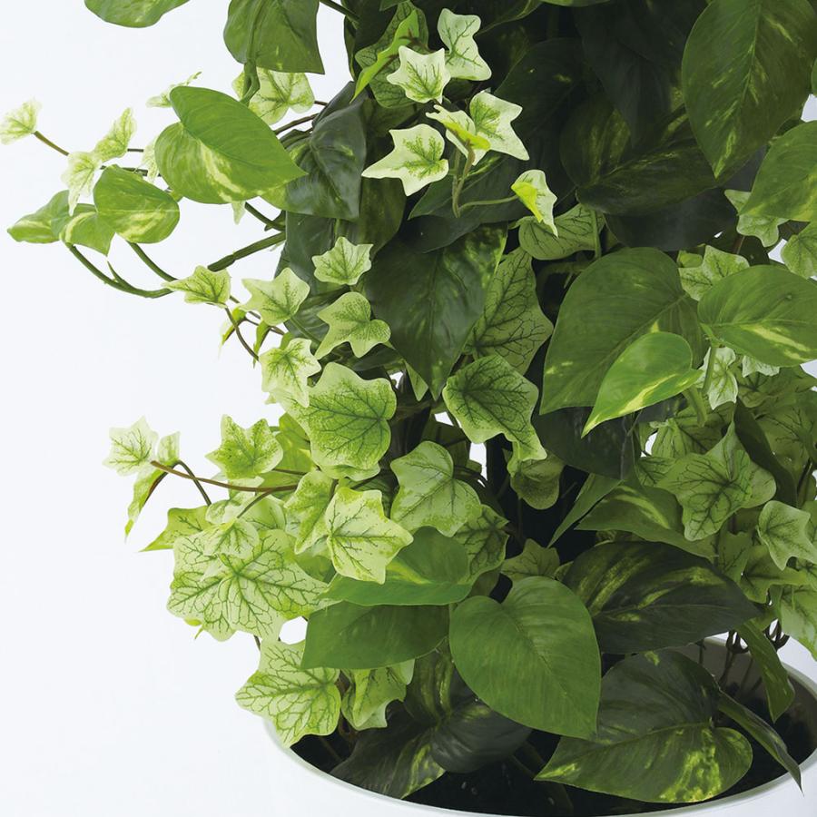 ポトス アイビー ヘゴ インテリアグリーン おしゃれ 人気 観葉植物